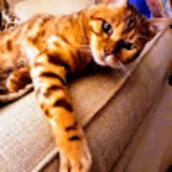 Meet your Posher, Wendy - Picture 1 of 1